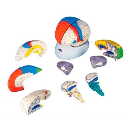 Fabrication Enterprises 3B Anatomical Model - Deluxe Neuro-Anatomical Brain, 8-Part 971882